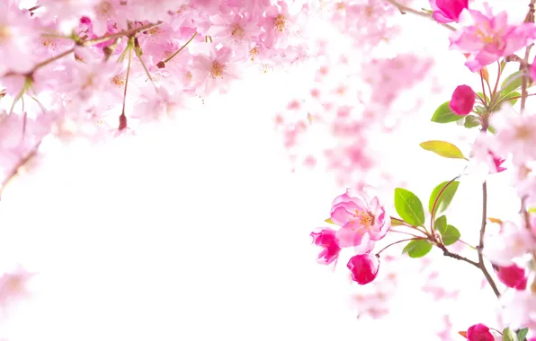 Nature, spring, Sakura