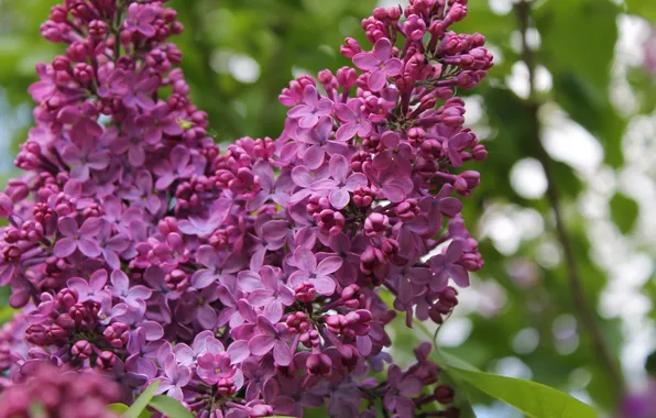 Picture flowers, branch, petals, flowering, lilac