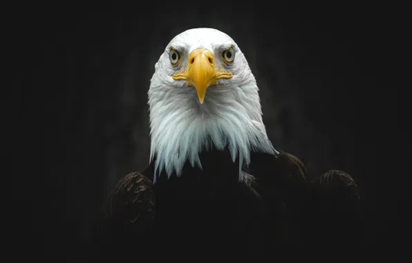 Look, close-up, the dark background, bird, portrait, eagle, black background, predatory
