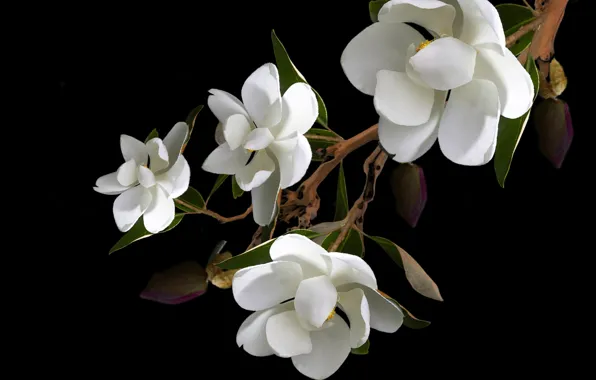 Flower, petals, branch, magnolias, pistils, stambs