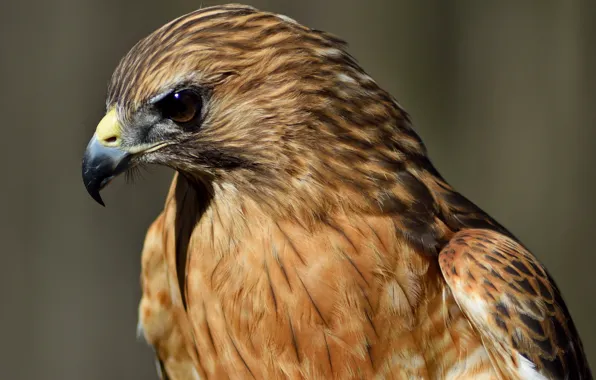 Bird, hawk, by Nushaa