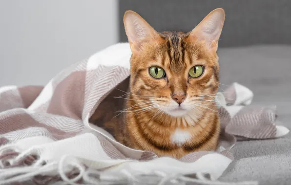 Cat, cat, look, pose, portrait, scarf, lies, plaid