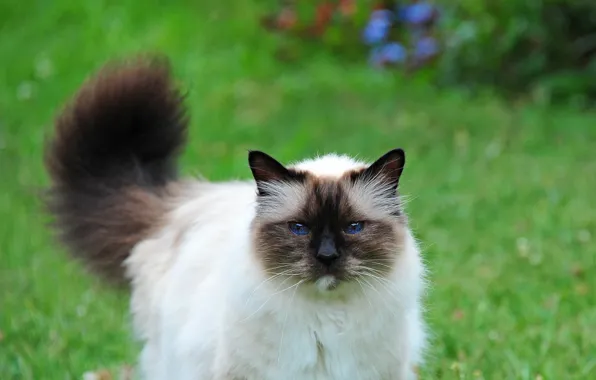 Cat, summer, grass, cat, tail, walk, face, lawn