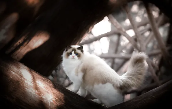 Cat, cat, light, branches, nature, pose, tree, shadows