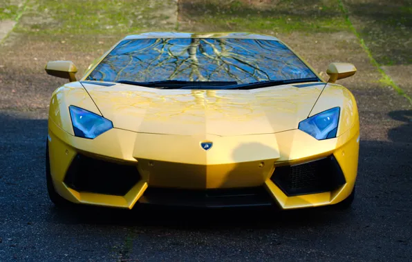Picture reflection, yellow, shadow, lamborghini, yellow, the front, aventador, lp700-4