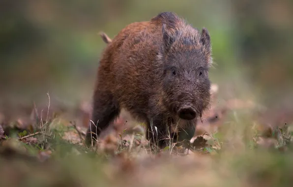 Autumn, look, face, leaves, baby, pig, boar, brown