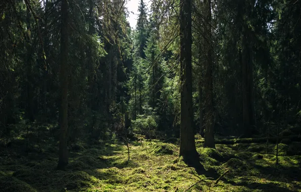 Picture forest, trees, nature