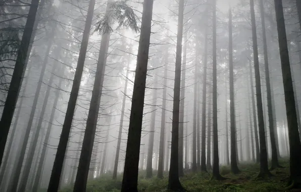 Picture forest, trees, nature, fog