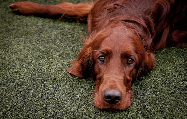 Picture each, dog, red setter
