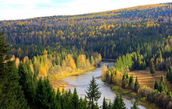 Forest, trees, river, Russia, Perm Krai, The Koiva
