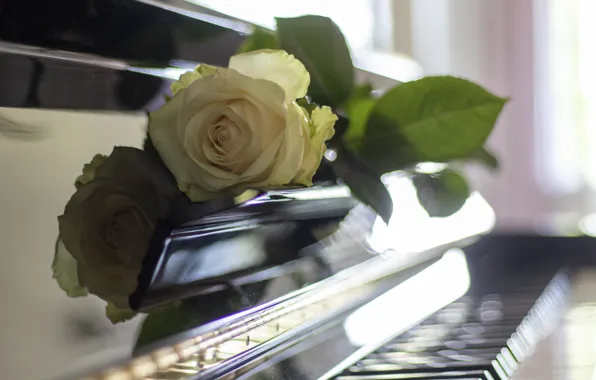 Flower, leaves, light, reflection, music, rose, blur, keys