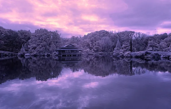 Forest, trees, pond, reflection, Japan, garden, Tokyo