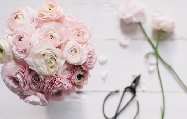 Picture flowers, bouquet, petals, buds, scissors, Ranunculus, Asian Buttercup