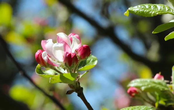 Spring, twig, blooming