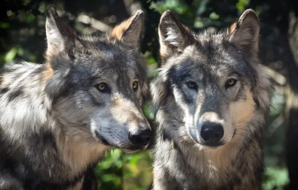 Look, light, nature, wolf, portrait, pair, wolves, grey