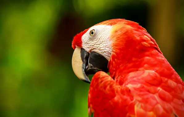 Bird, parrot, Ara, Green-winged macaw
