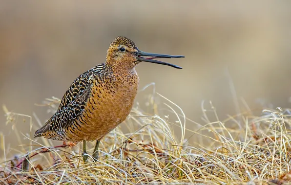 Picture grass, bird, beak, American bukasovii black-tailed Godwit