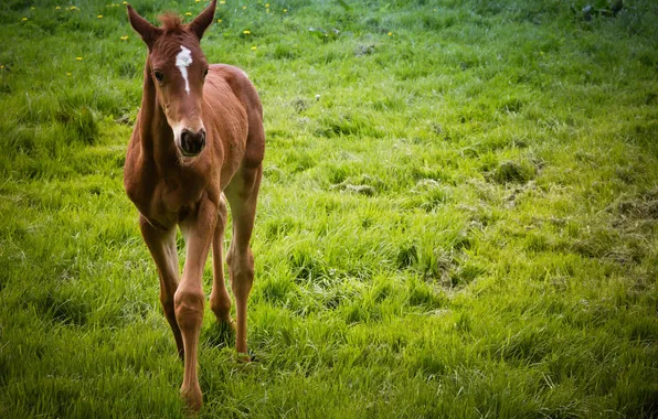 Nature, background, horse