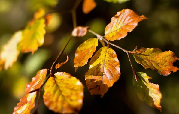 Autumn, leaves, nature