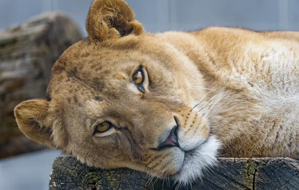 Cat, look, face, lioness, ©Tambako The Jaguar