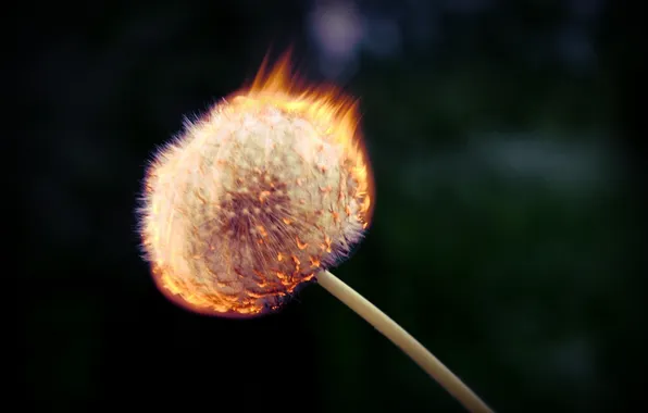 Picture macro, fire, dandelion