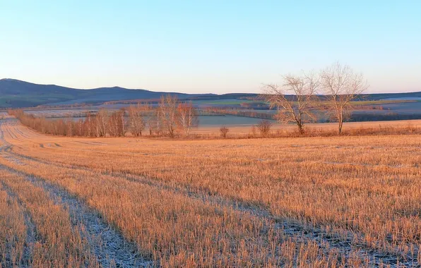 Field, trees, landscape