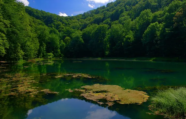 Picture forest, water, trees, lake, Hungary, Janoshalma.