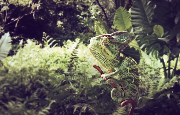 Grass, background, leaves, color, animal, branches, chameleon, sit