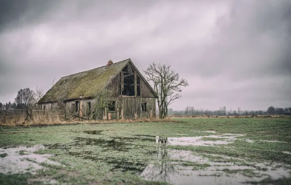 Picture field, nature, home