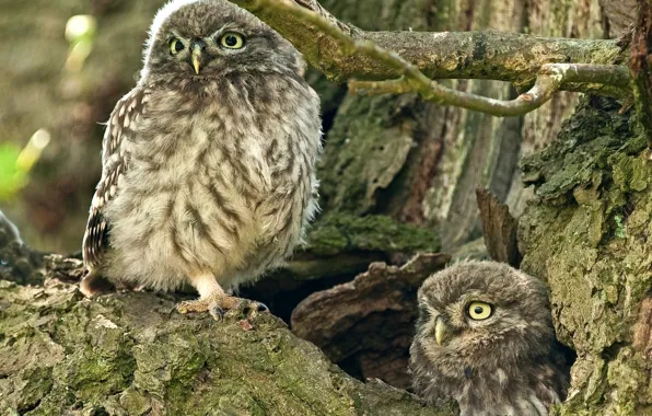 Picture tree, owls, the hollow, The little owl