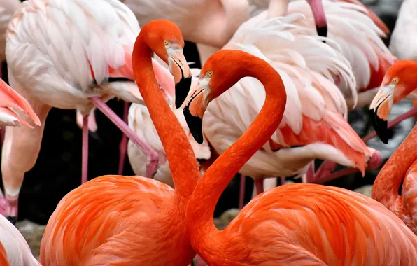 Birds, feathers, beak, pink, Flamingo