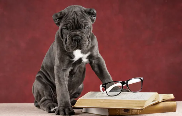 Background, books, dog, glasses, puppy, Cane Corso, Irina Kovaleva