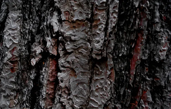 Picture background, tree, texture, bark