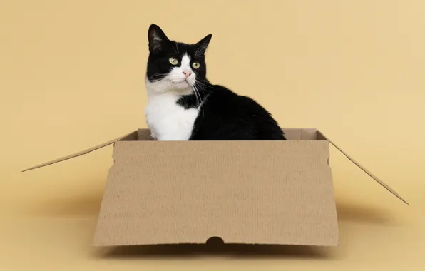 Cat, cat, box