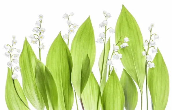 Picture leaves, background, lilies of the valley