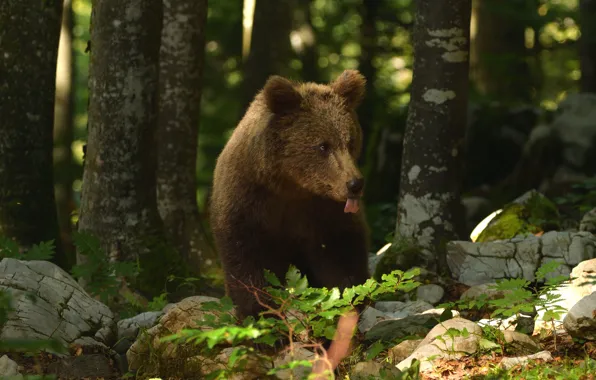 Forest, trees, nature, stones, animal, predator, bear, cub