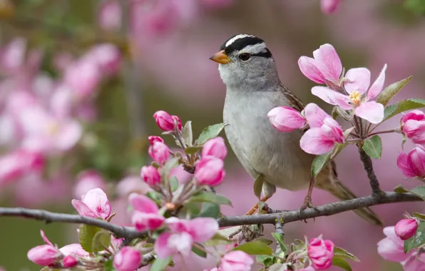 Picture flowers, bird, branch, white-headed Sparrow oatmeal