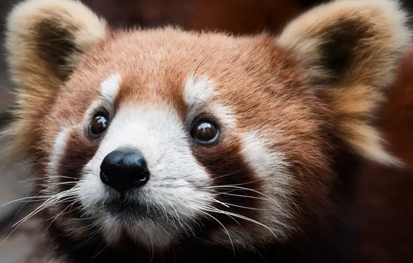 Picture close-up, background, face, Red Panda