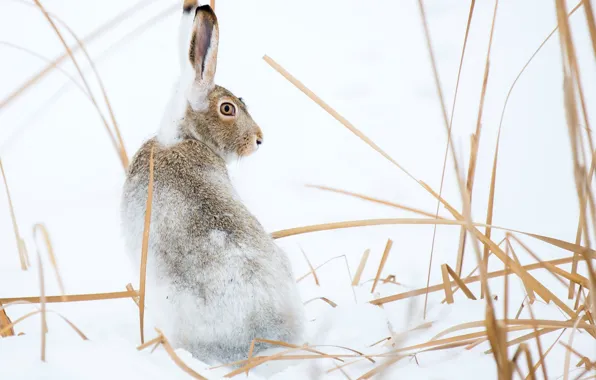 Picture winter, snow, nature, hare