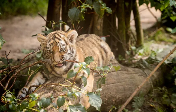 Picture cat, tiger, branch, log, cub, kitty, Amur