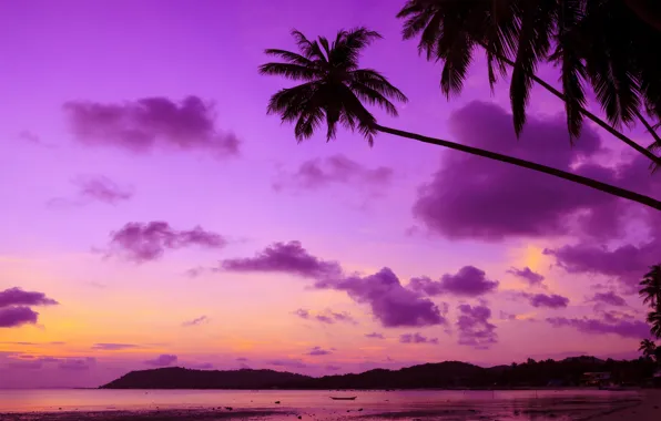 Picture sea, beach, sunset, tropics, palm trees, shore, beach, sea