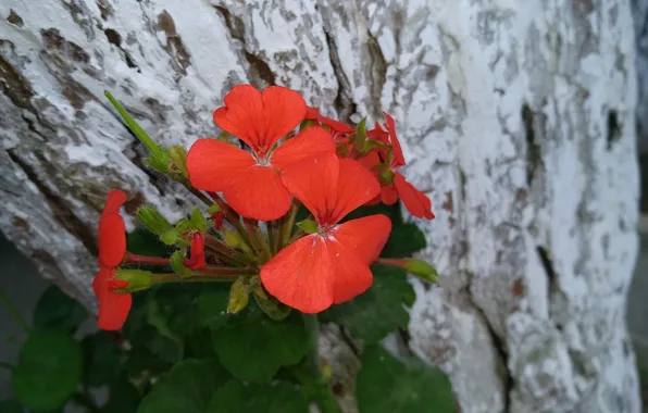 Flowers, flowers, red flowers
