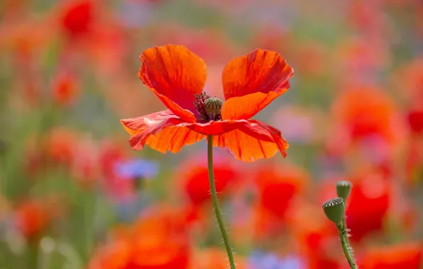 Flower, light, flowers, red, bright, Mac, Maki, red