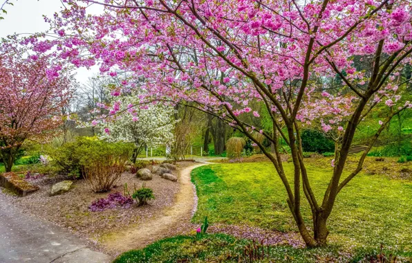 Trees, Park, spring, Sakura, shrubs