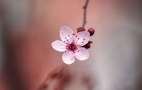 Flower, spring, Sakura, bokeh