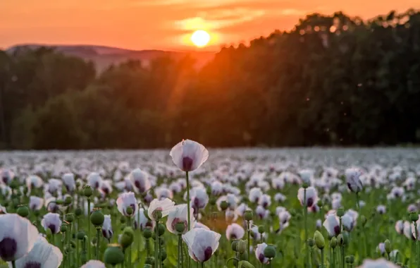 Picture sunset, nature, Maki