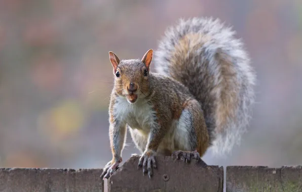 The fence, protein, nuts