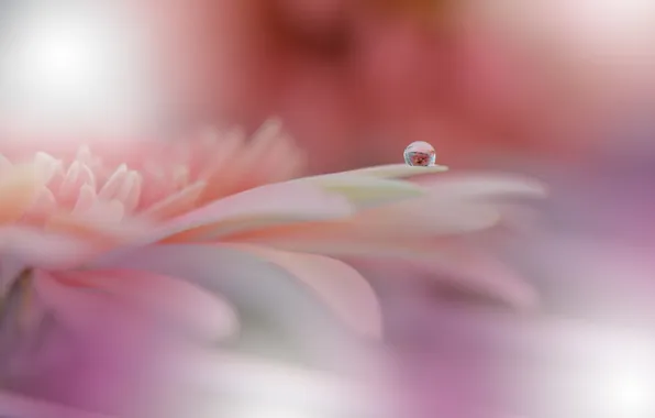 Flower, macro, pink, drop, gerbera