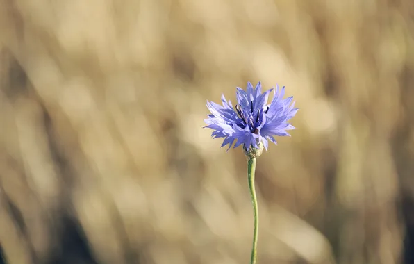 Picture flower, blue, lilac, petals