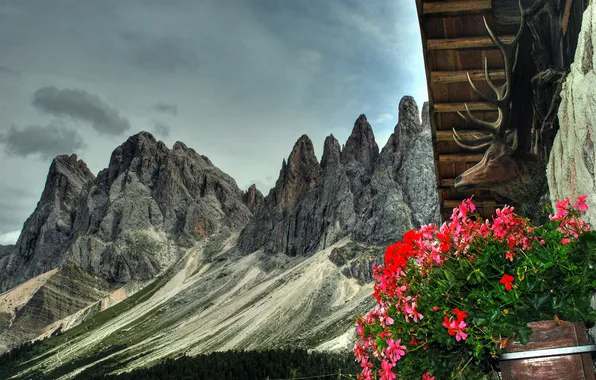 Roof, flowers, mountains, nature, head, deer, horns, flowerbed